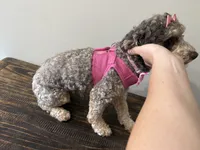 Nala, a female Cockapoo for sale in Calhoun, GA – 3 of 5