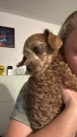 Spike, a male Cavalier King Charles Spaniel and Poodle - Toy  for sale in Calhoun, GA – 2 of 3
