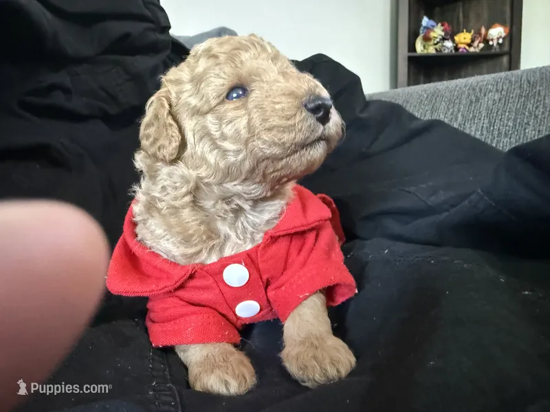 Dusty  – Miniature Goldendoodle puppy for sale in Calhoun, GA