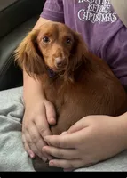 Beenie weenie girl, a female Miniature Dachshund for sale in Calhoun, GA – 2 of 2