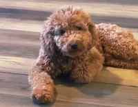 Red, a male Miniature Goldendoodle for sale in Calhoun, GA – 2 of 4