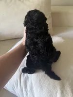 Black boy, a male Miniature Goldendoodle for sale in Calhoun, GA – 6 of 7