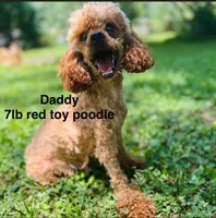 Black boy , a male Poodle - Toy  for sale in Calhoun, GA – 5 of 6
