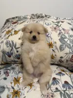 Pom Pom , a female Pomeranian for sale in Calhoun, GA – 9 of 9