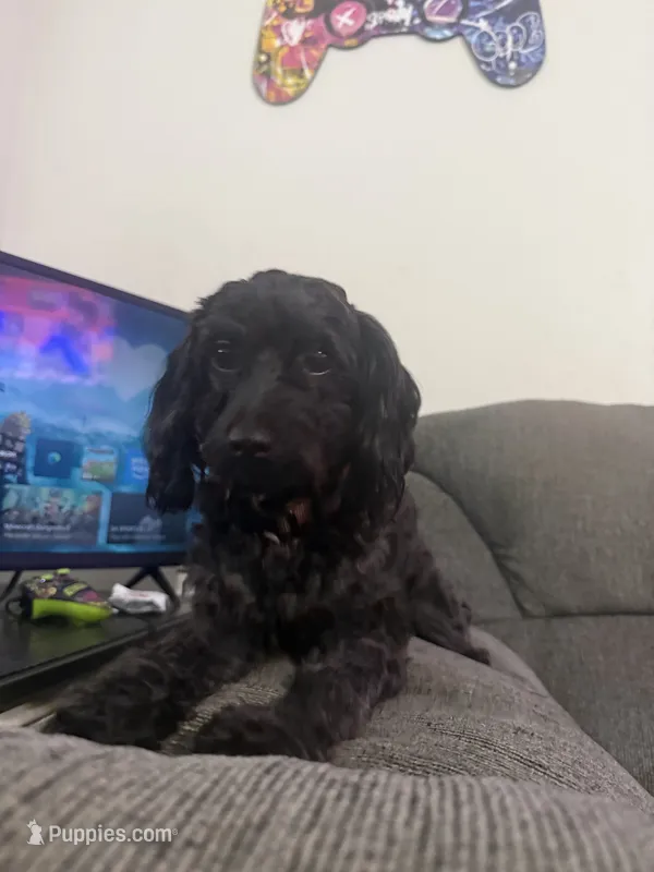 Boomer – Maltipoo puppy for sale in Calhoun, GA