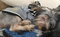 Milo, a male Yorkshire Terrier for sale in Calhoun, GA – 2 of 3