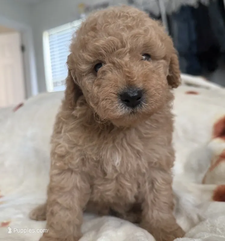 Gold boy  – Miniature Goldendoodle puppy for sale in Calhoun, GA