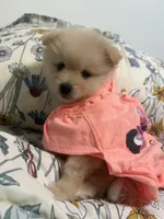 Pom Pom , a female Pomeranian for sale in Calhoun, GA – 6 of 9