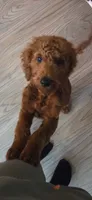 Beau, a male Goldendoodle for sale in Calhoun, GA – 2 of 2