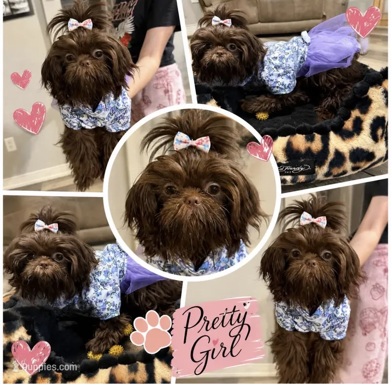 Maybell – Shih Tzu puppy for sale in Calhoun, GA