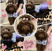 Maybell, a female Shih Tzu for sale in Calhoun, GA – 1 of 1