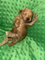 Dusty , a male Miniature Goldendoodle for sale in Calhoun, GA – Photo 2 of 5