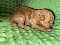 Dusty , a male Miniature Goldendoodle for sale in Calhoun, GA – Photo 1 of 5
