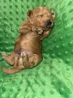Dusty , a male Miniature Goldendoodle for sale in Calhoun, GA – Photo 3 of 5
