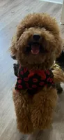 Dusty , a male Miniature Goldendoodle for sale in Calhoun, GA – Photo 5 of 5