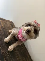 Nala, a female Cockapoo for sale in Calhoun, GA – 4 of 5
