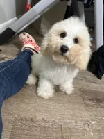 Parker , a male Maltipoo for sale in Calhoun, GA – 8 of 8