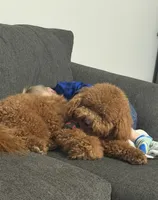 Dash, a male Miniature Goldendoodle for sale in Calhoun, GA – 2 of 7