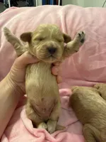 Golden maltipoo, a female Maltipoo and Miniature Goldendoodle for sale in Calhoun, GA – 6 of 10