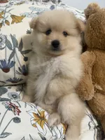 Pom Pom , a female Pomeranian for sale in Calhoun, GA – 7 of 9
