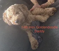Blk girl, a female Miniature Goldendoodle for sale in Calhoun, GA – 4 of 4