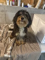 Leo, a male Miniature Bernedoodle for sale in Calhoun, GA – 7 of 9