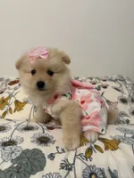 Pom pom, a female Pomeranian for sale in Calhoun, GA – 6 of 6