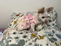 Daisy  , a female Chihuahua for sale in Calhoun, GA – 4 of 5
