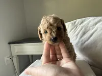Gold girl, a female Miniature Goldendoodle for sale in Calhoun, GA – 5 of 6