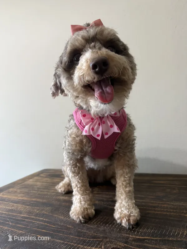 Nala – Cockapoo puppy for sale in Calhoun, GA