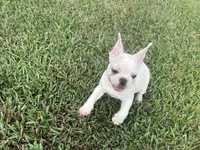 Axel, a male French Bulldog for sale in West Palm Beach, FL – Photo 2 of 5