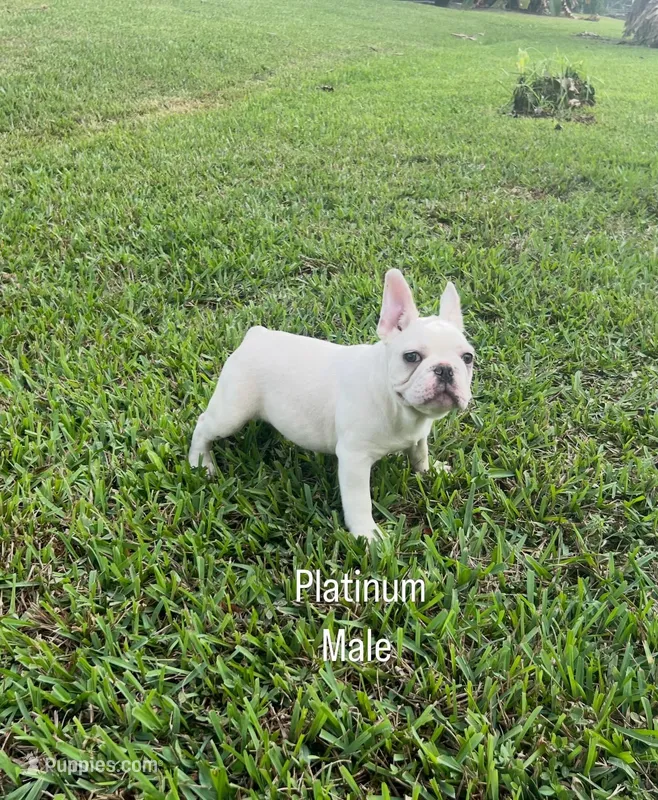 Axel – French Bulldog puppy for sale in West Palm Beach, FL