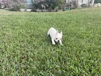 Axel, a male French Bulldog for sale in West Palm Beach, FL – Photo 5 of 5