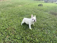 Axel, a male French Bulldog for sale in West Palm Beach, FL – Photo 4 of 5