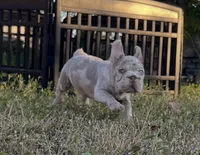 Atara, a female French Bulldog for sale in West Palm Beach, FL – Photo 2 of 5