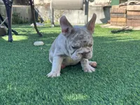 Atara, a female French Bulldog for sale in West Palm Beach, FL – Photo 3 of 5