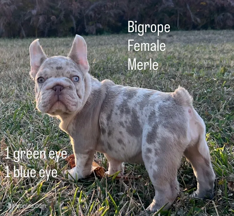 Atara – French Bulldog puppy for sale in West Palm Beach, FL