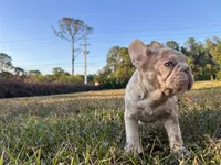 Atara, a female French Bulldog for sale in West Palm Beach, FL – Photo 4 of 5