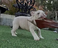 Augie, a male French Bulldog for sale in West Palm Beach, FL – Photo 2 of 5