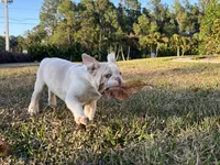Augie, a male French Bulldog for sale in West Palm Beach, FL – Photo 3 of 5