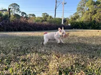 Augie, a male French Bulldog for sale in West Palm Beach, FL – Photo 5 of 5