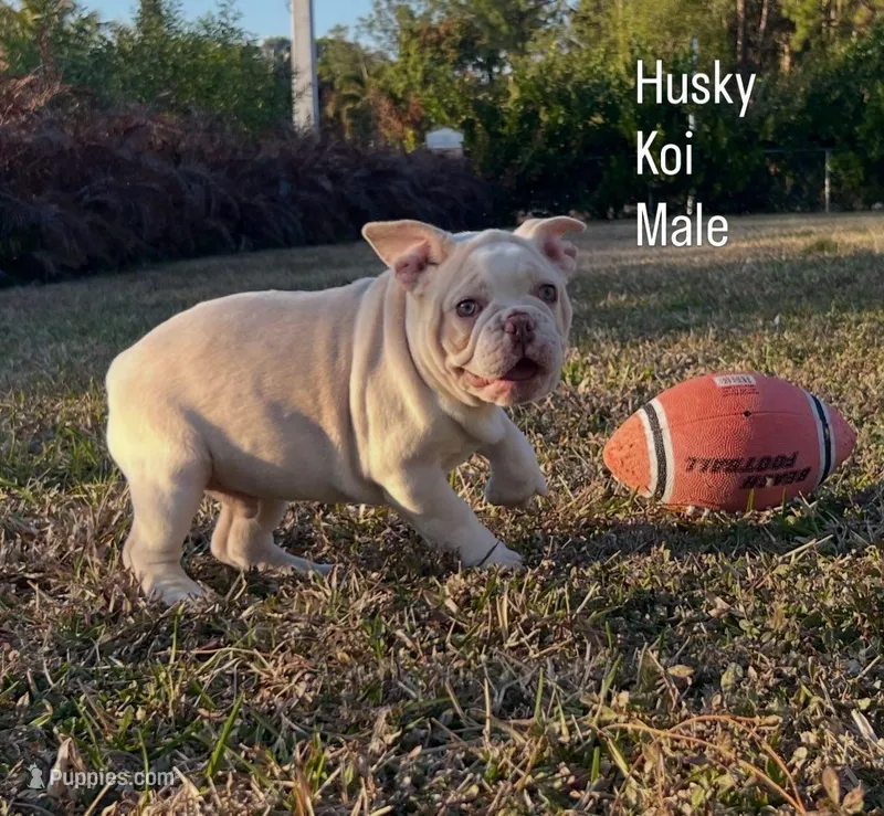 Augie – French Bulldog puppy for sale in West Palm Beach, FL