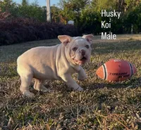 Augie, a male French Bulldog for sale in West Palm Beach, FL – Photo 1 of 5