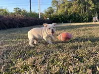 Augie, a male French Bulldog for sale in West Palm Beach, FL – Photo 4 of 5