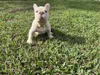 Alvin, a male French Bulldog for sale in West Palm Beach, FL – Photo 4 of 5