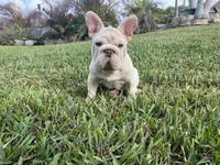 Alvin, a male French Bulldog for sale in West Palm Beach, FL – Photo 2 of 5