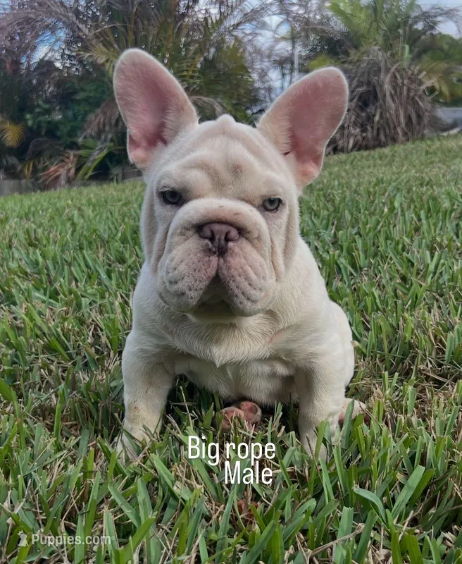 Alvin – French Bulldog puppy for sale in West Palm Beach, FL