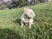 Alvin, a male French Bulldog for sale in West Palm Beach, FL – Photo 3 of 5