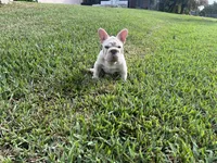 Alvin, a male French Bulldog for sale in West Palm Beach, FL – Photo 5 of 5