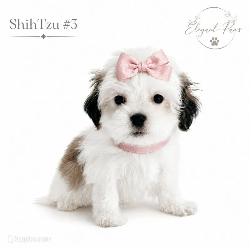 Diva – Shih Tzu puppy for sale in LaBelle, FL